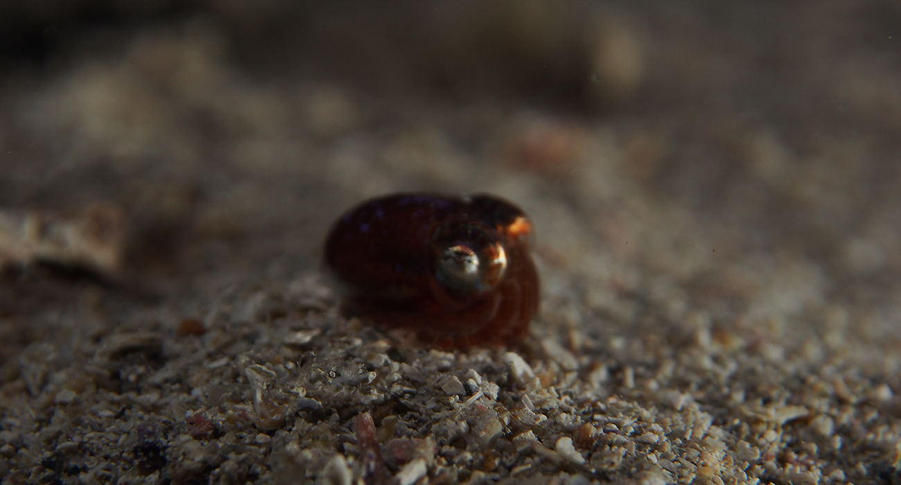 bob-head-squid